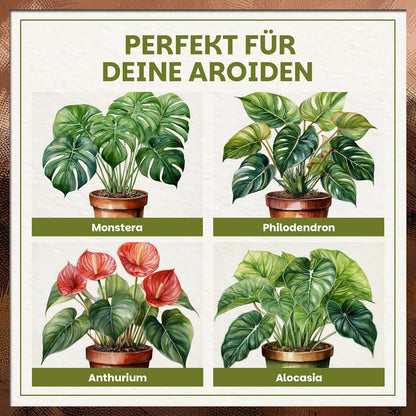 Darstellung der für die Green Home Aroid Erde geeigneten Pflanzen Monstera, Philodendron, Anthurium und Alocasia