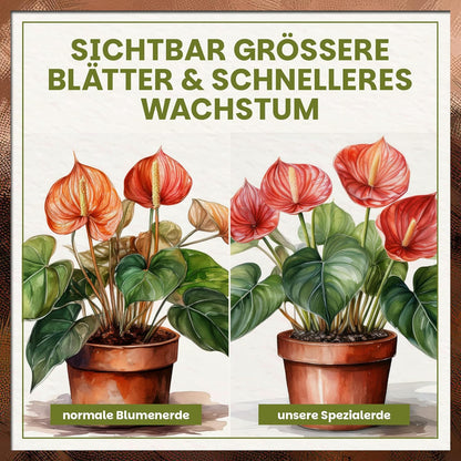 Vergleichsgrafik zwischen normaler Blumenerde und Green Home Aroid Erde mit sichtbar kräftigerem Pflanzenwachstum