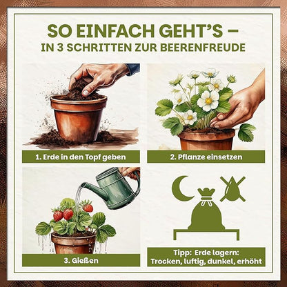 Anwendung der Green Home Beerenobst Erde – Erde einfüllen, Pflanze einsetzen und richtig gießen