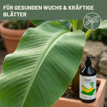 Detail eines großen grünen Bananenblatts mit dem Green Home Bio Bananendünger im Hintergrund