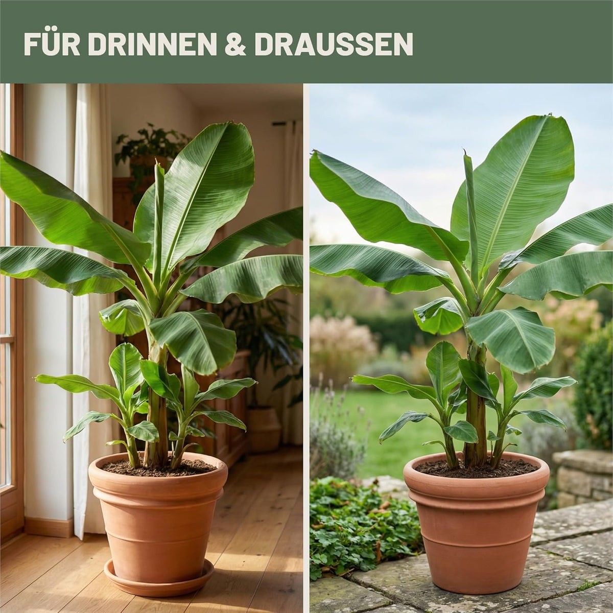 Bananenpflanzen im Topf im Innenraum und im Garten als Einsatzbereiche für den Green Home Bio Bananendünger