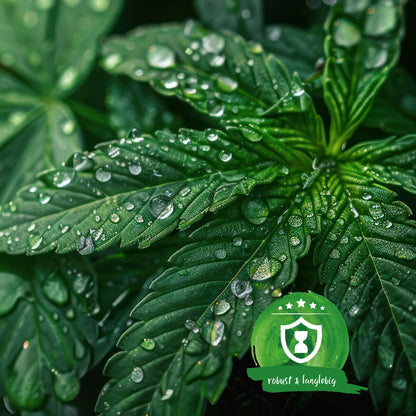 Kräftige, robuste Cannabispflanzen mit satten grünen Blättern dank natürlicher Nährstoffversorgung.