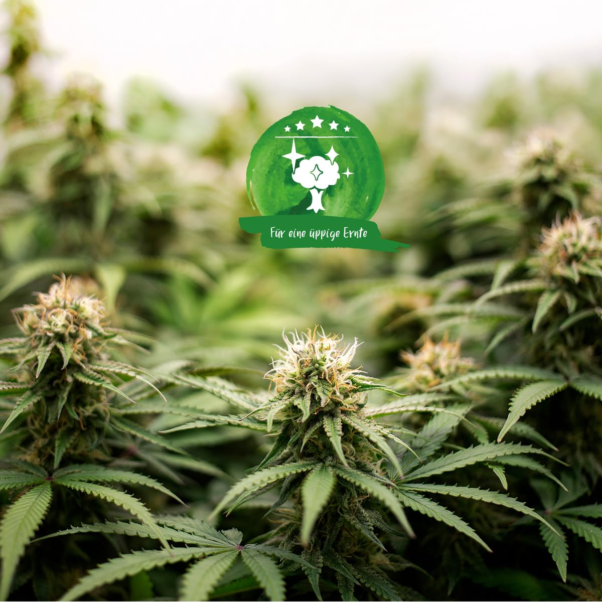 Gesunde Cannabispflanzen mit üppiger Blütenbildung für eine reiche Ernte.