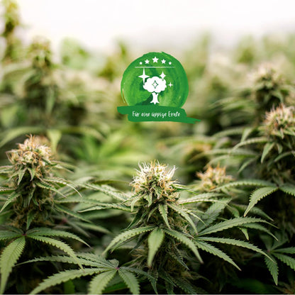 Gesunde Cannabispflanzen mit üppiger Blütenbildung für eine reiche Ernte.