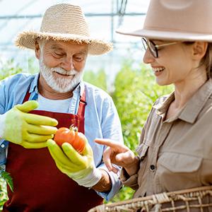 Gärtner und Gärtnerin begutachten gemeinsam eine reife Tomate im Gewächshaus als Anwendungsszene für Green Home Bio Dünger.