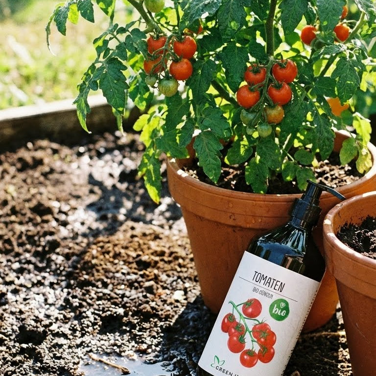 Green Home Bio Dünger Tomaten Flasche neben Tomatenpflanze im Tontopf mit reifen Früchten.