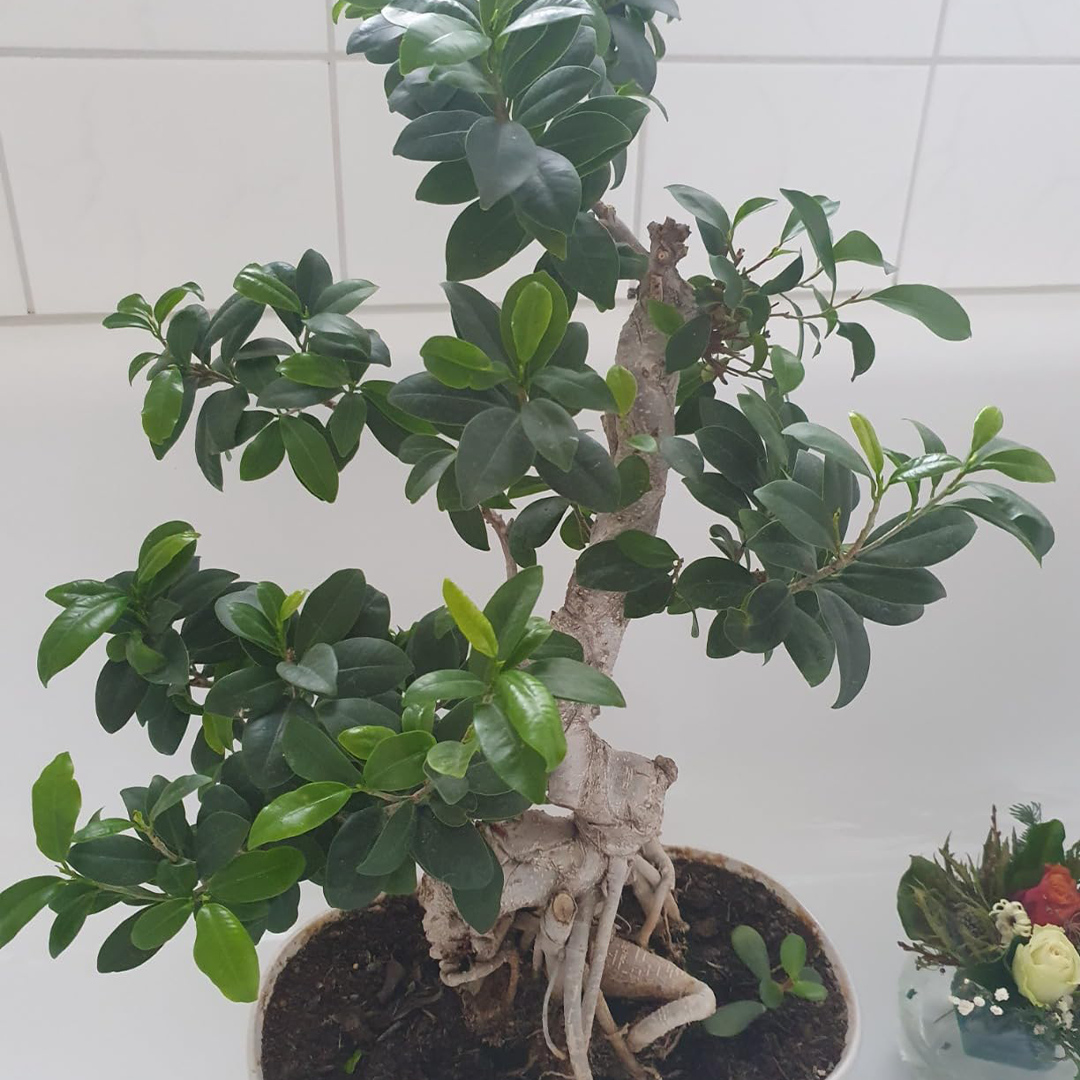 Indoor-Bonsai mit kräftigem Stamm und dichter Belaubung – optimale Entwicklung durch Spezialerde und Bio-Dünger