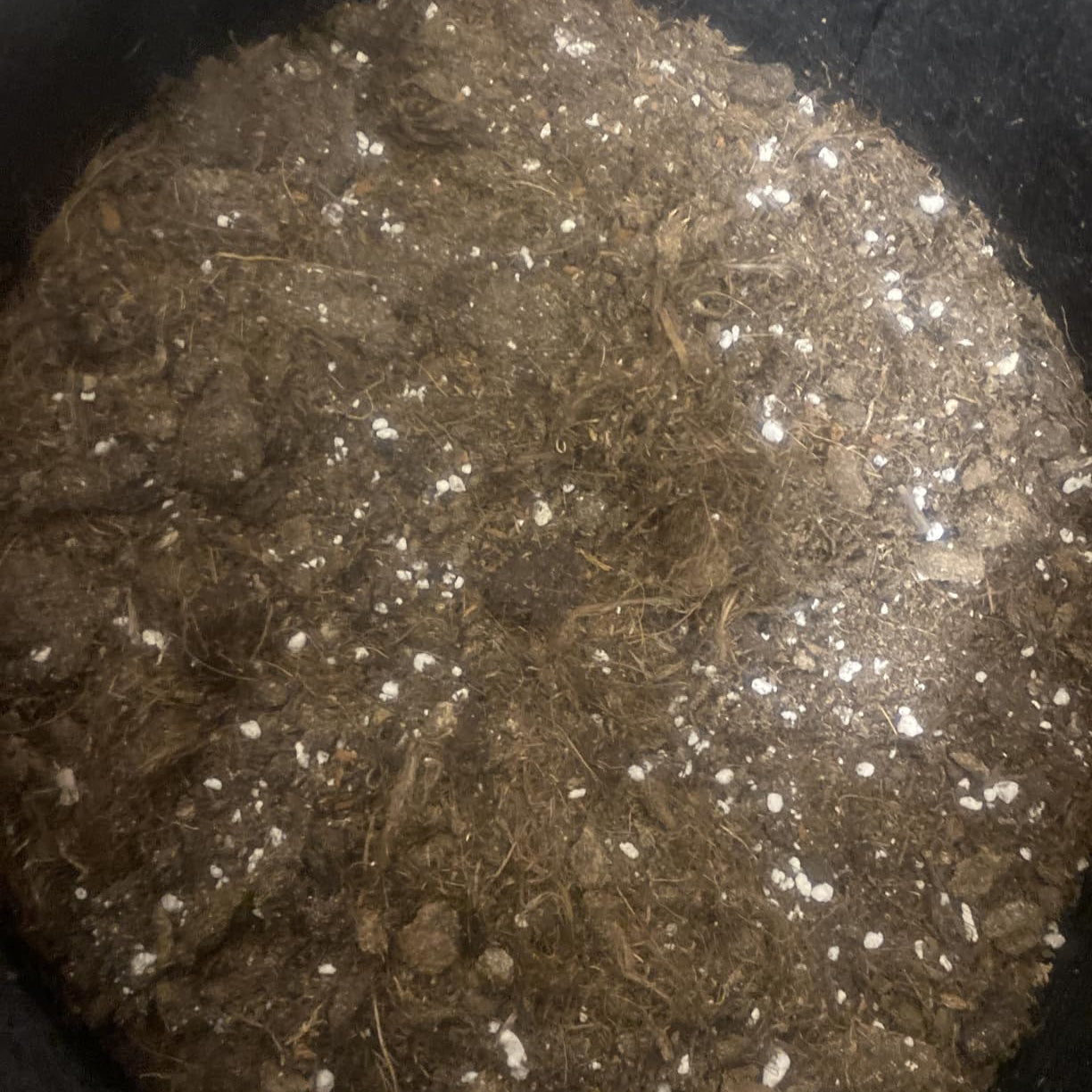 Detailaufnahme der nährstoffreichen Erde aus dem Green Home Cannabis Anbau Set mit sichtbaren Perlite-Anteilen und Holzfasern.