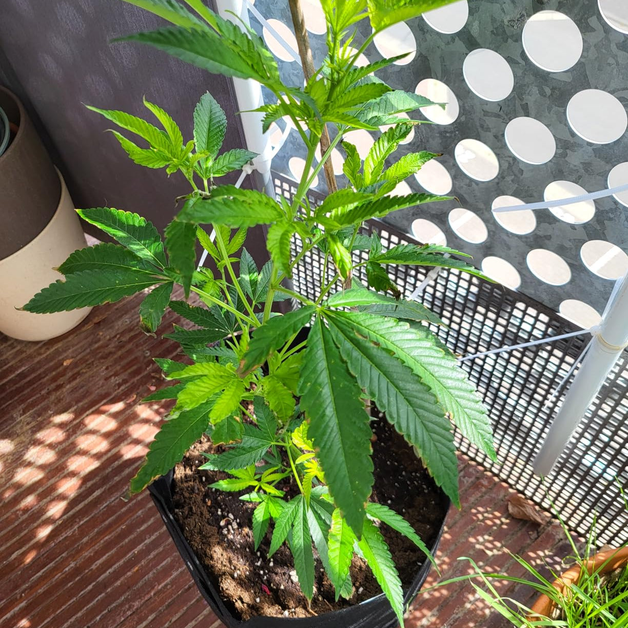 Junge Cannabispflanze im Pflanzsack aus dem Green Home Cannabis Anbau Set auf einem sonnigen Balkon.