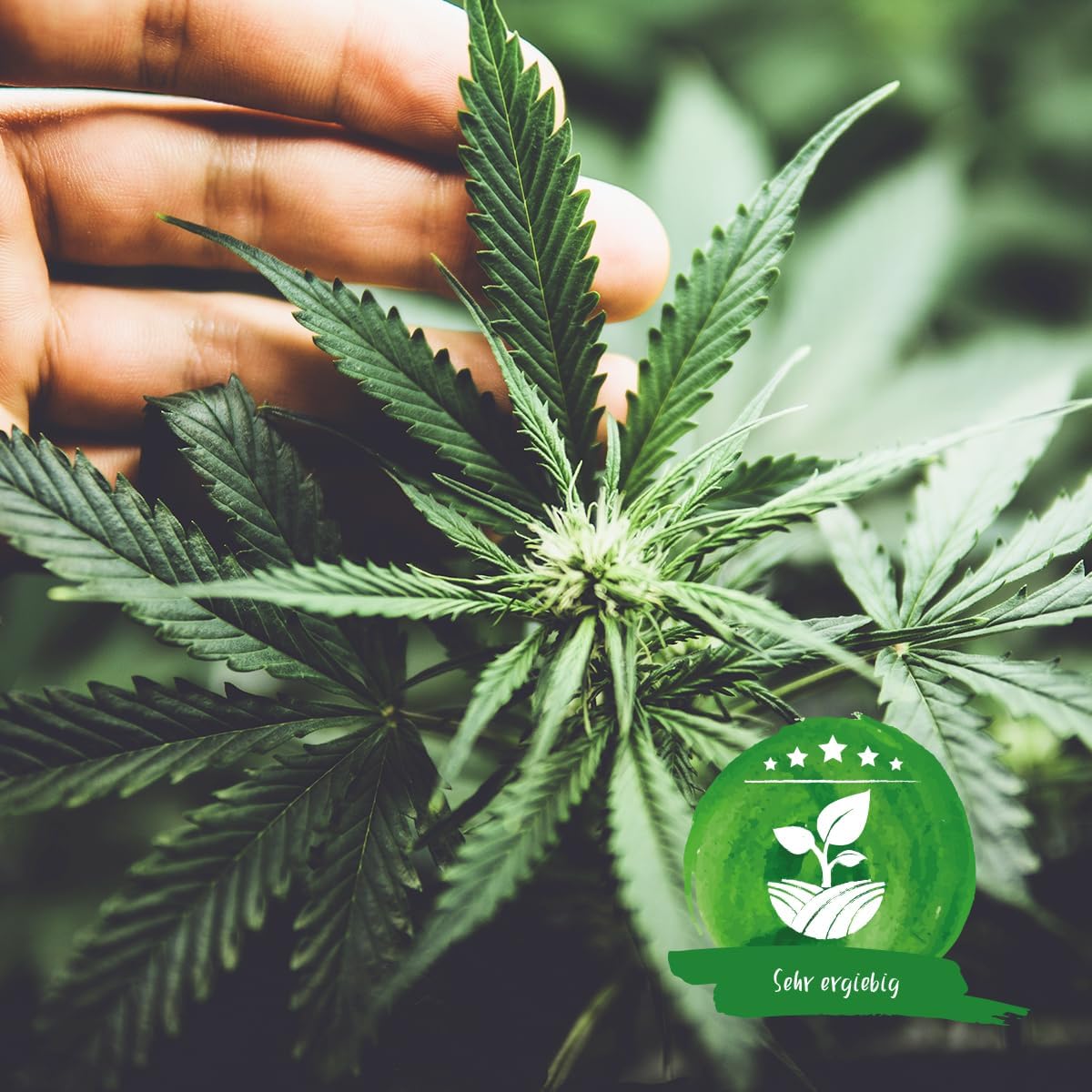 Junge Cannabispflanze in Erde aus dem Green Home Cannabis Anbau Set mit Hinweis auf hohe Ergiebigkeit.