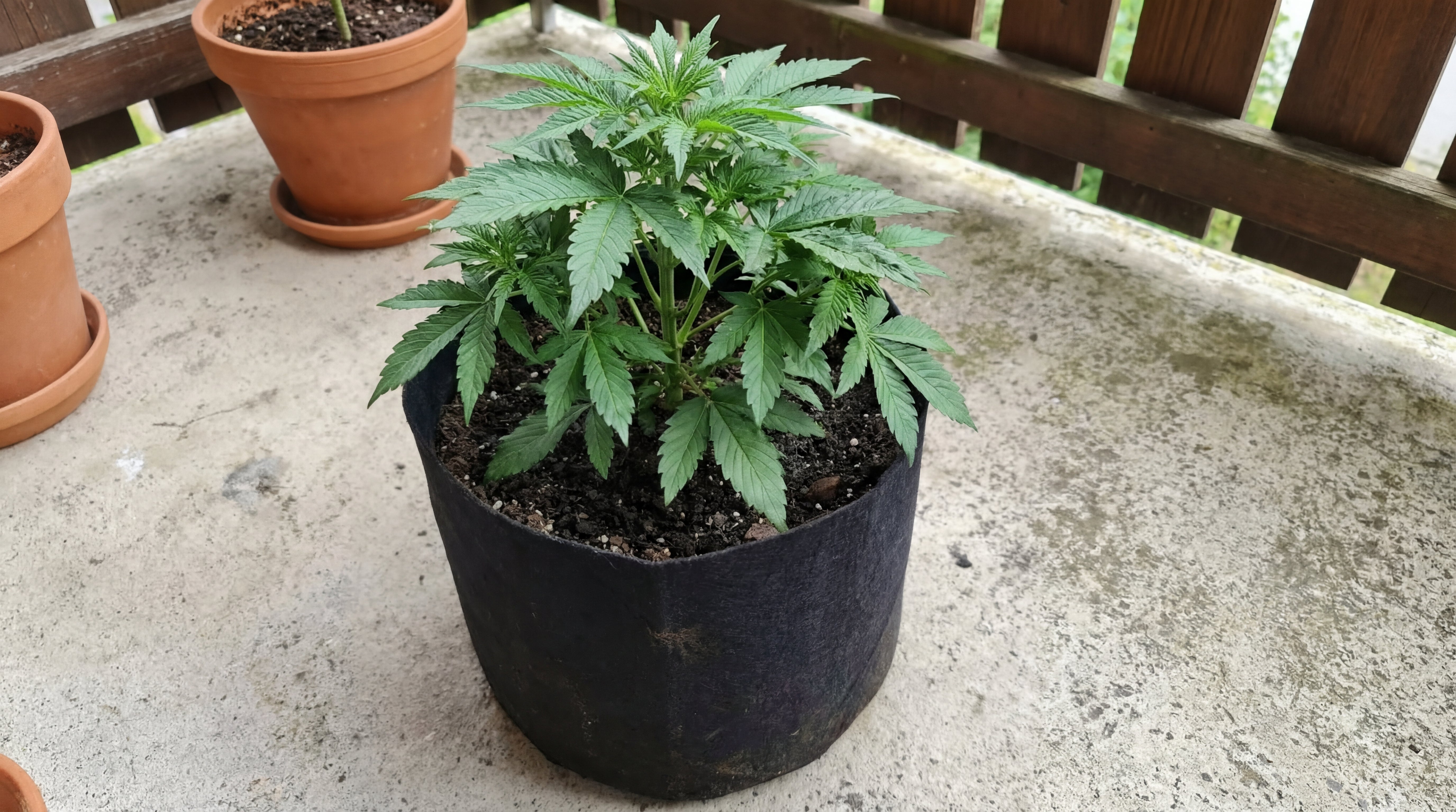 Junge Cannabispflanze in früher Wachstumsphase im Pflanzsack aus dem Green Home Cannabis Anbau Set auf einem Balkon.