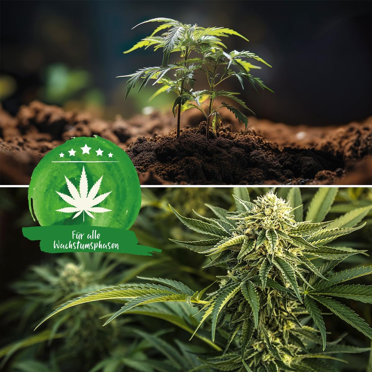 Cannabispflanzen in unterschiedlichen Wachstumsphasen mit Erde aus dem Green Home Cannabis Anbau Set.