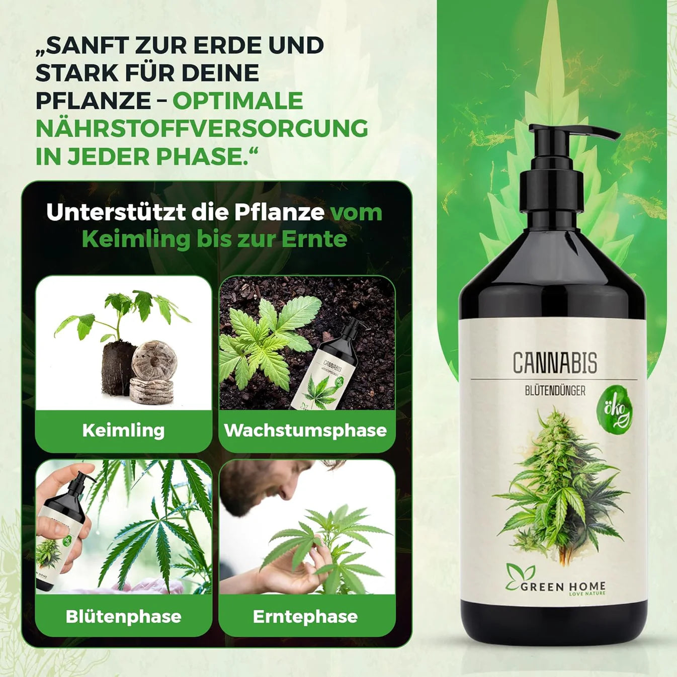 Übersicht der Cannabis Wachstumsphasen von Keimling über Wachstum und Blüte bis zur Ernte mit Green Home Dünger