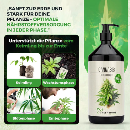 Übersicht der Cannabis Wachstumsphasen von Keimling über Wachstum und Blüte bis zur Ernte mit Green Home Dünger