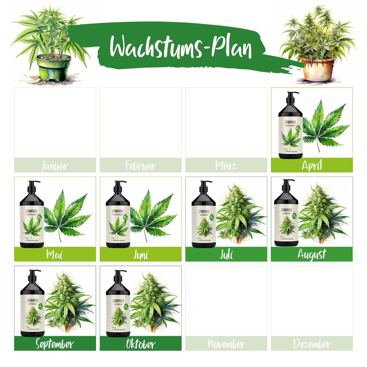 Wachstumsplan für Green Home Cannabis Dünger mit Monatsübersicht von April bis Oktober für Wachstums- und Blütephase.