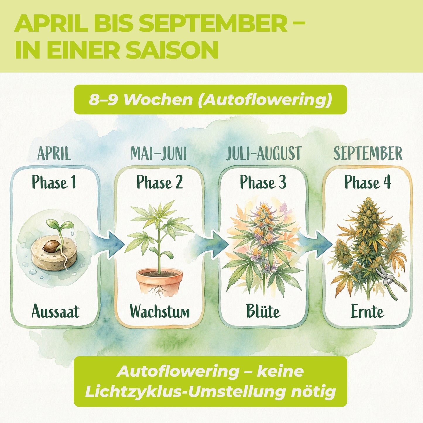 Anbauphasen der Royal Haze Auto von April bis September mit Aussaat, Wachstum, Blüte und Ernte in einer Saison als Autoflowering-Sorte