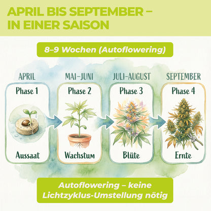 Anbauphasen der Royal Haze Auto von April bis September mit Aussaat, Wachstum, Blüte und Ernte in einer Saison als Autoflowering-Sorte