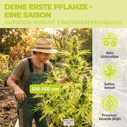 Mann im Garten neben einer Royal Haze Auto Cannabispflanze mit 120 bis 150 cm Wuchshöhe aus dem Green Home FOKUS Set