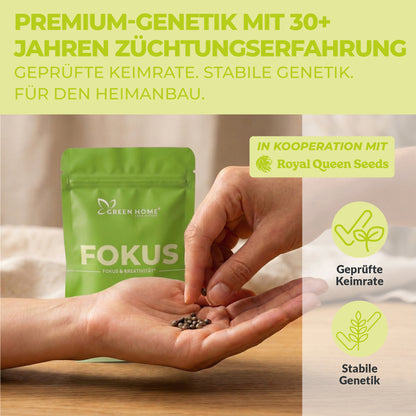 Hand mit Premium-Cannabissamen aus dem Green Home FOKUS Set in Kooperation mit Royal Queen Seeds mit Hinweisen auf geprüfte Keimrate und stabile Genetik