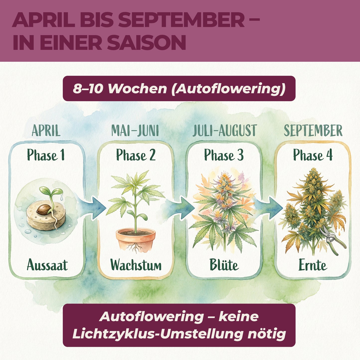 Anbauphasen der Royal Kush Auto von April bis September mit Aussaat, Wachstum, Blüte und Ernte in 8 bis 10 Wochen als Autoflowering-Sorte
