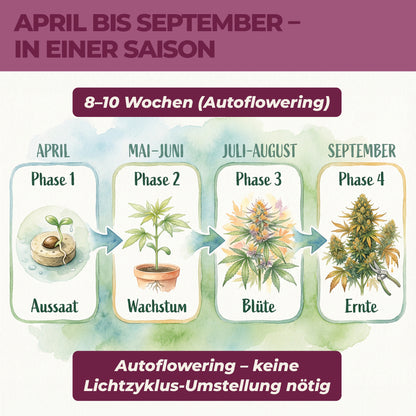 Anbauphasen der Royal Kush Auto von April bis September mit Aussaat, Wachstum, Blüte und Ernte in 8 bis 10 Wochen als Autoflowering-Sorte