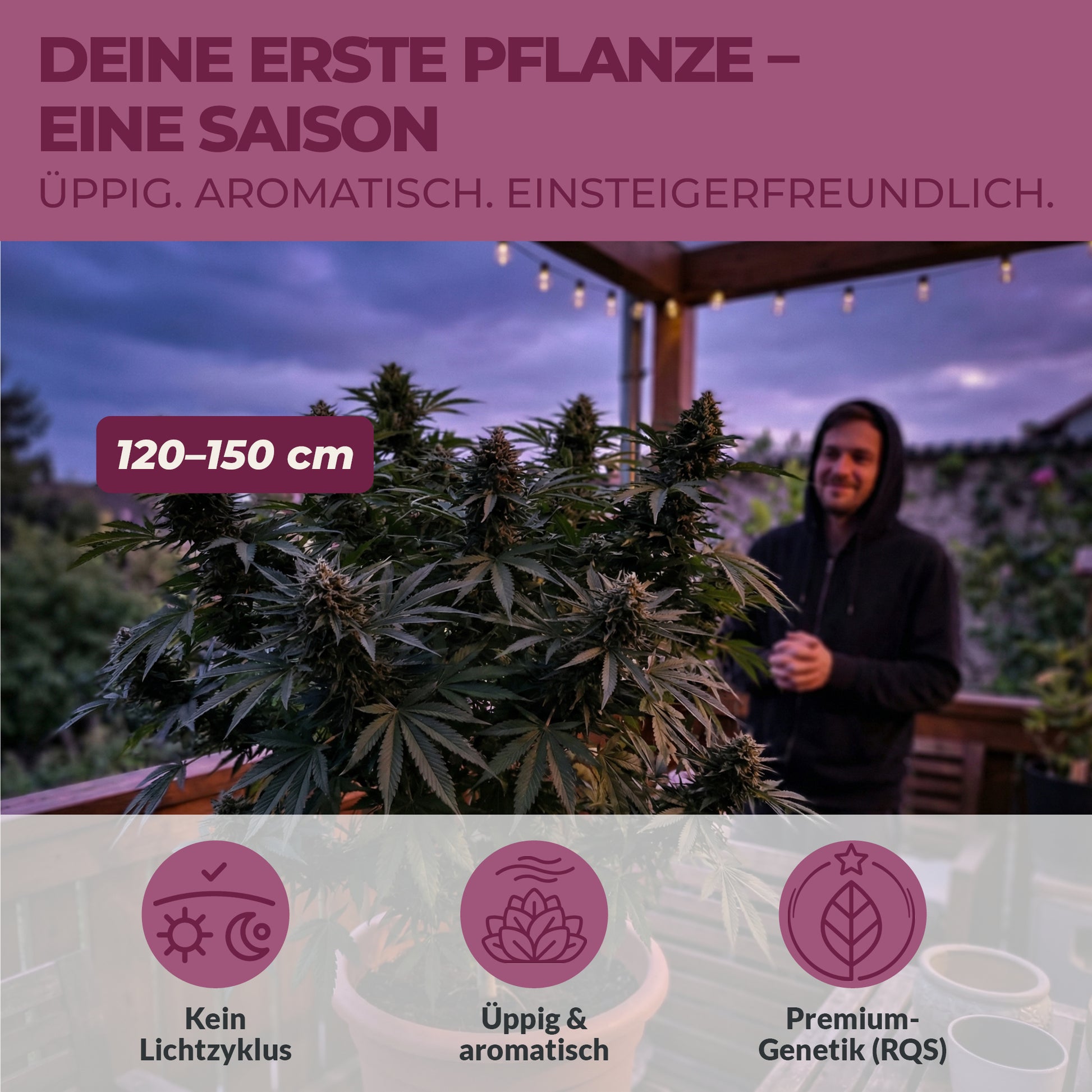 Mann auf Terrasse neben einer Royal Kush Auto Cannabispflanze mit 120 bis 150 cm Wuchshöhe aus dem Green Home NÄHE Set