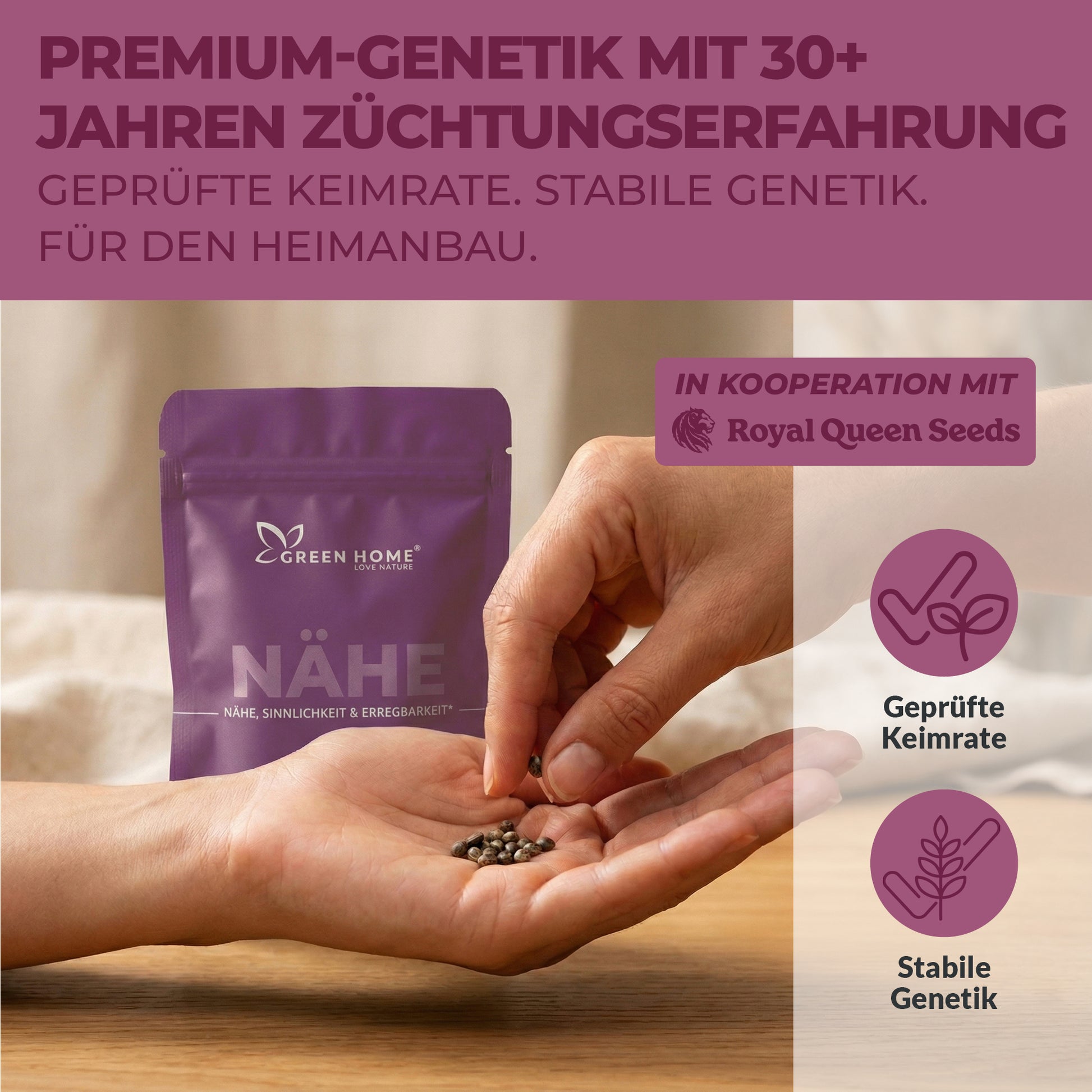 Hand mit Premium-Cannabissamen aus dem Green Home NÄHE Set in Kooperation mit Royal Queen Seeds mit Hinweisen auf geprüfte Keimrate und stabile Genetik