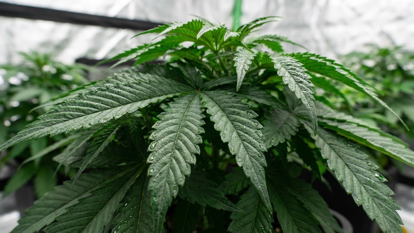 Detailaufnahme gesunder, kräftiger Cannabisblätter in der Wachstumsphase.