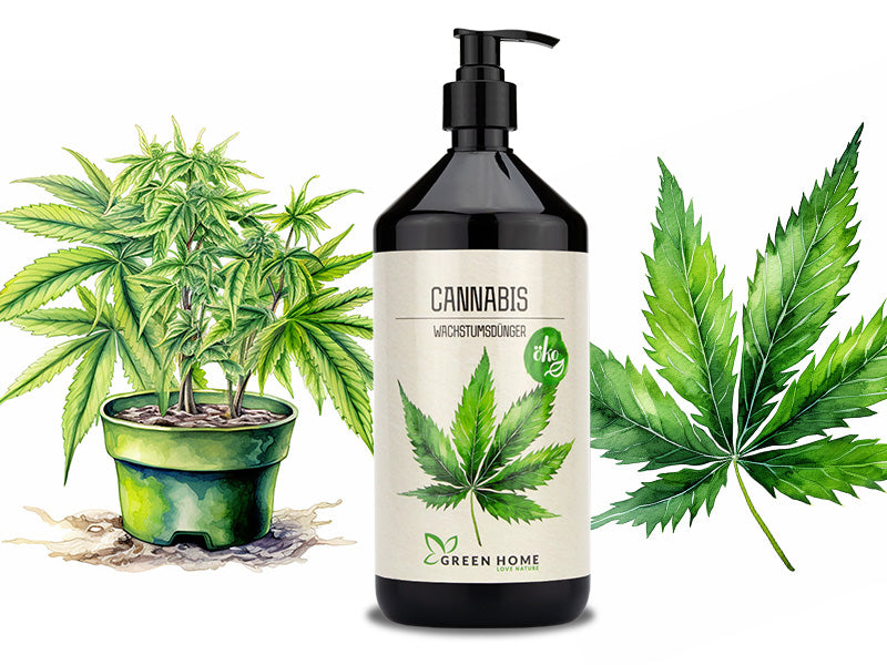Green Home Cannabis Wachstumsdünger neben Illustration einer Hanfpflanze im Topf und detailreichem Blattmotiv.