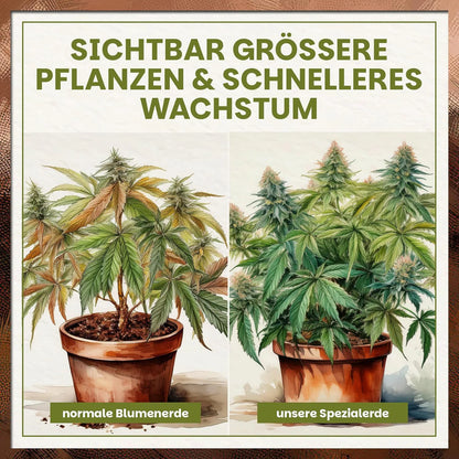 Vergleich Cannabis Pflanze in normaler Blumenerde versus Green Home Spezialerde mit sichtbar stärkerem Wachstum