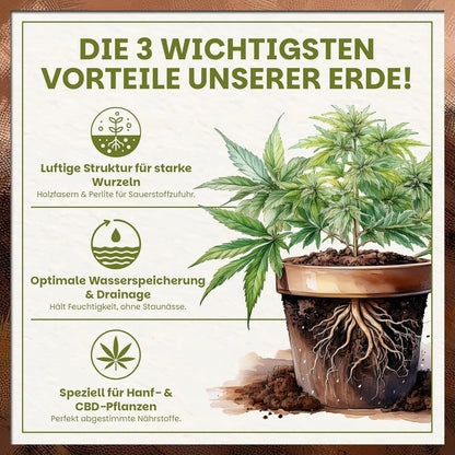 Cannabis Pflanze im Topf mit Visualisierung der Vorteile luftige Struktur, Wasserspeicherung und Hanf-spezifische Nährstoffe
