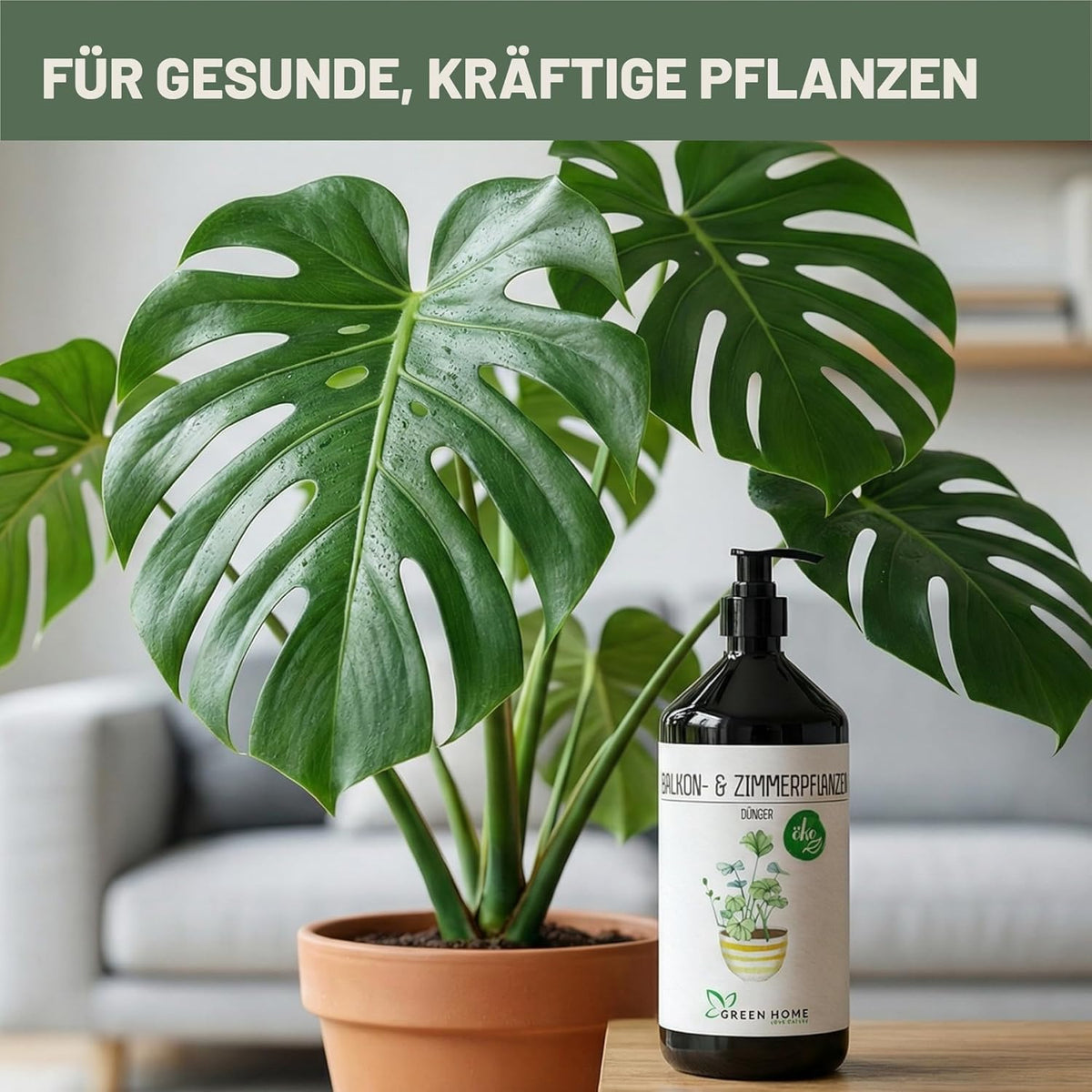 Green Home Dünger für Balkon- und Zimmerpflanzen neben einer Monstera in einem Blumentopf im Innenbereich