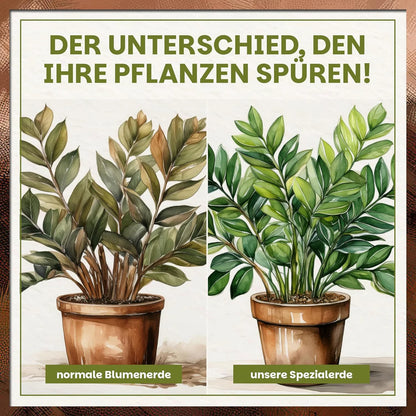 Vergleichsillustration von Pflanze in normaler Blumenerde versus Green Home Spezialerde mit sichtbar kräftigerem Blattgrün