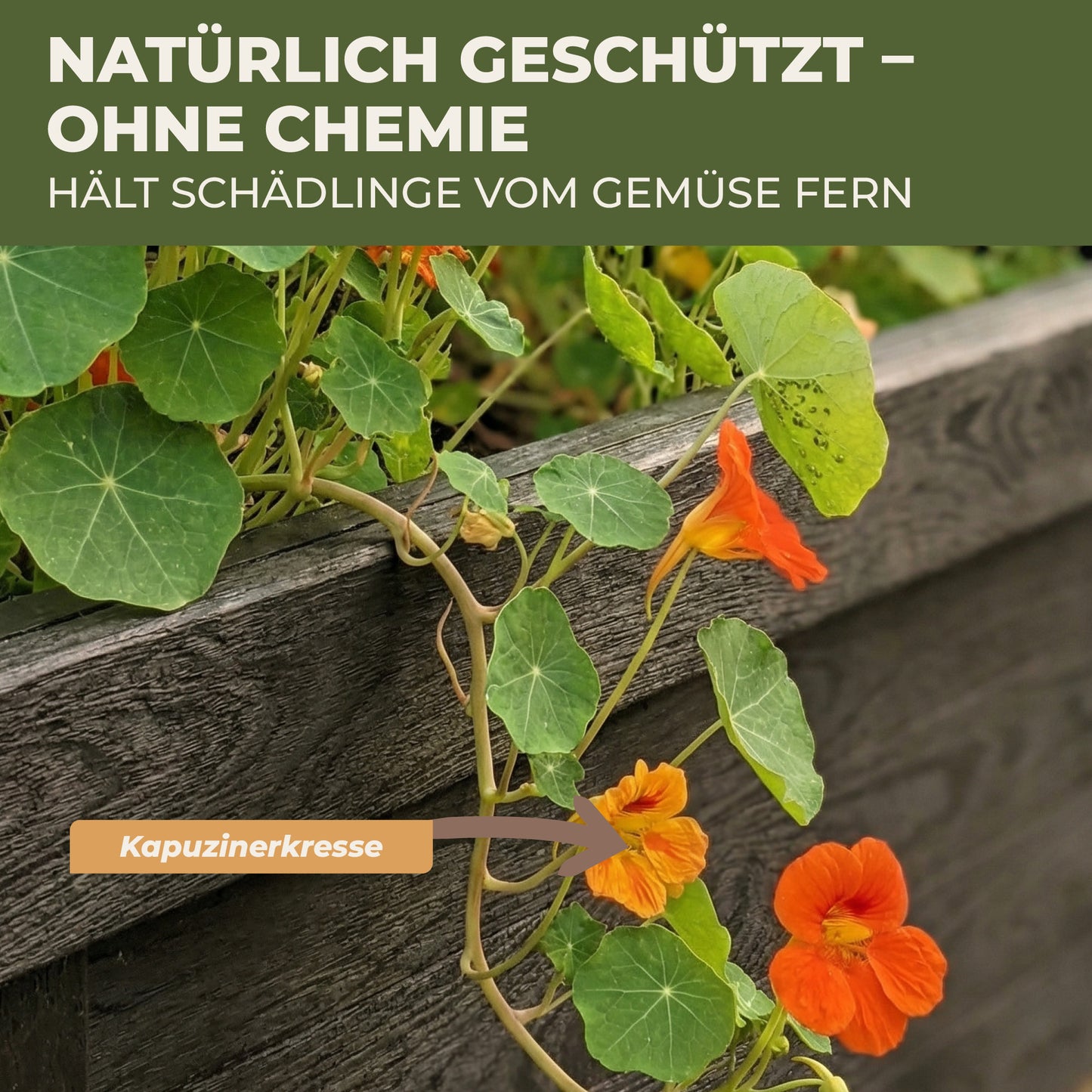 Kapuzinerkresse wächst im Green Home Hochbeet und dient als natürliche Schutzpflanze gegen Schädlinge neben dem Gemüse