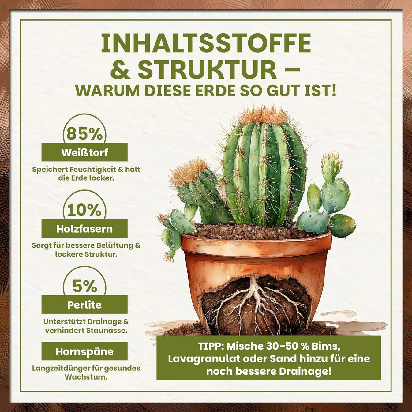 Illustration der Inhaltsstoffe der Kakteen- & Sukkulentenerde mit Kaktus, Wurzelansicht und prozentualer Zusammensetzung