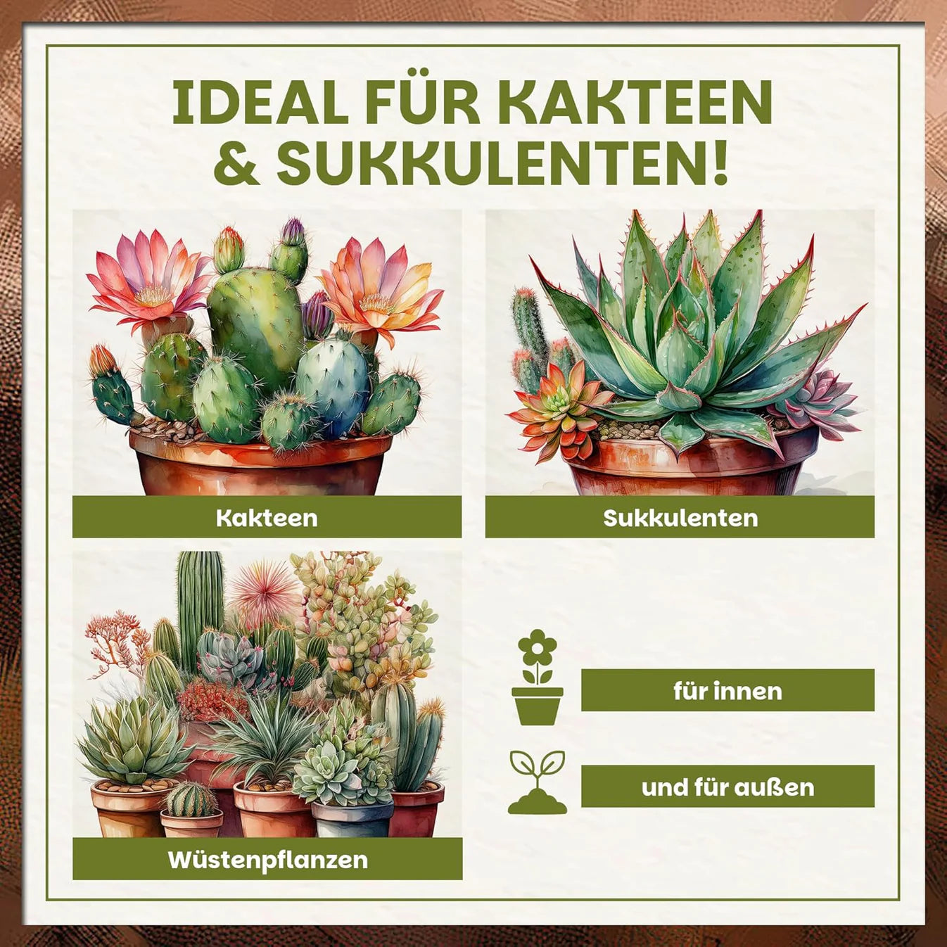 Übersichtsgrafik für Kakteen, Sukkulenten und Wüstenpflanzen – geeignet für Innen- und Außenbereich