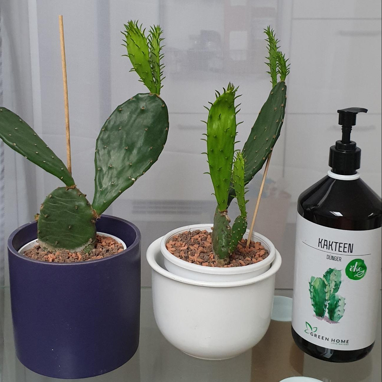 Zwei Kakteen in Töpfen auf einer Fensterbank neben einer Flasche Green Home Kakteen Dünger