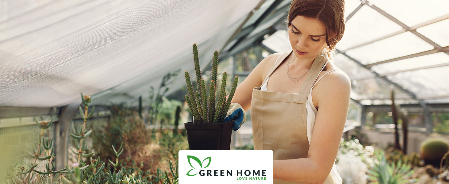 Anwendung des Green Home Düngers bei Kakteen im Gewächshaus – ideale Pflege für gesunde, kräftige Sukkulenten.