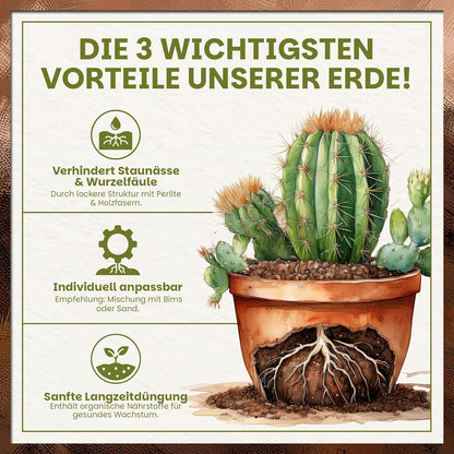 Illustration eines Kaktus im Topf mit sichtbarem Wurzelbereich zur Darstellung der Vorteile der Green Home Kakteen- und Sukkulentenerde