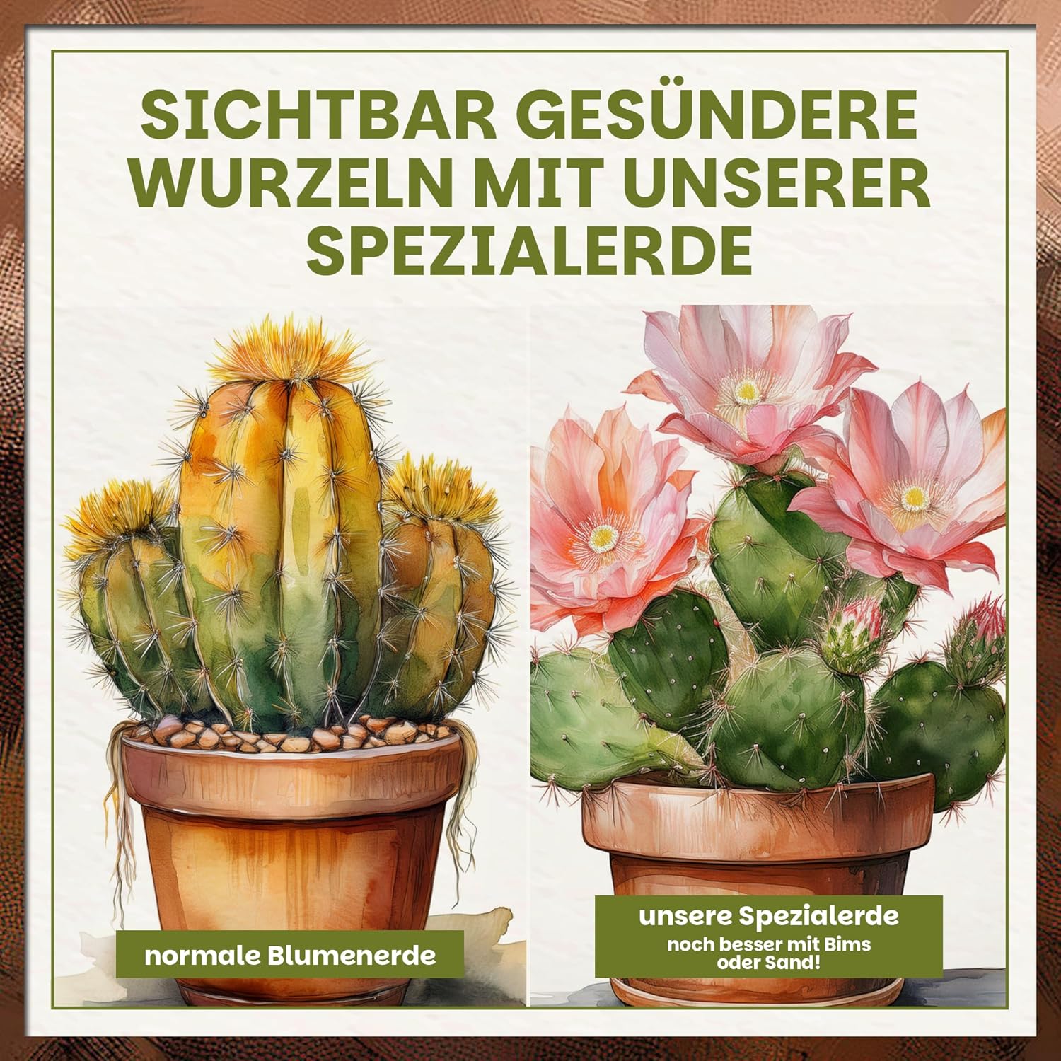 Vergleichsdarstellung von Kakteen in normaler Blumenerde und in Green Home Kakteen- und Sukkulentenerde mit sichtbar gesünderen Wurzeln