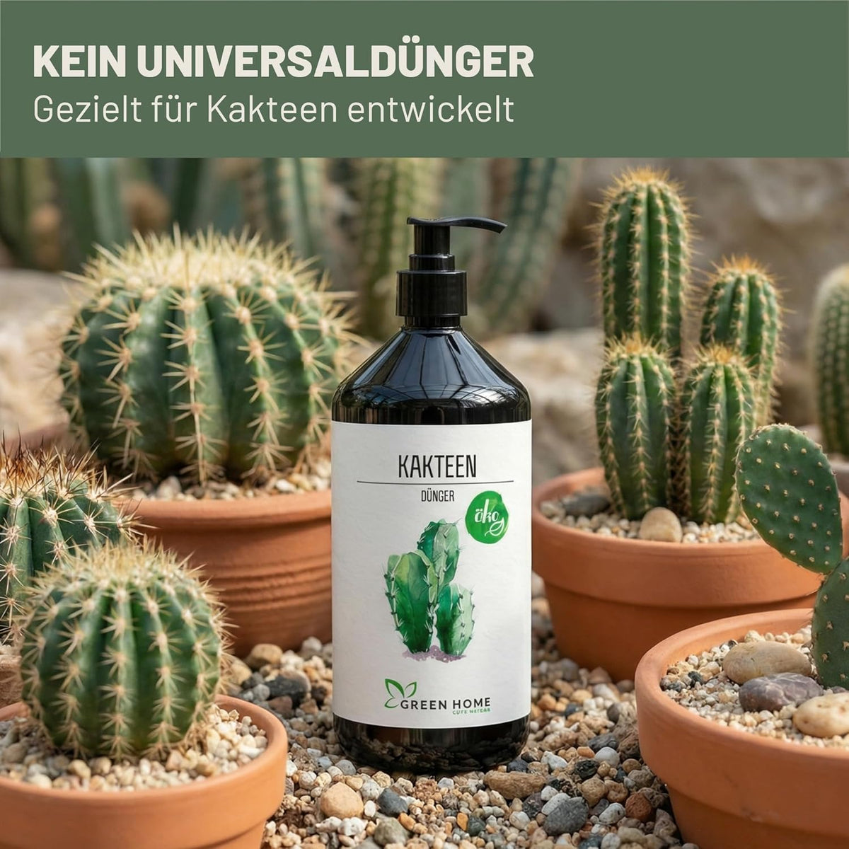 Green Home Kakteendünger Flasche umgeben von verschiedenen Kakteen in Töpfen mit Kies