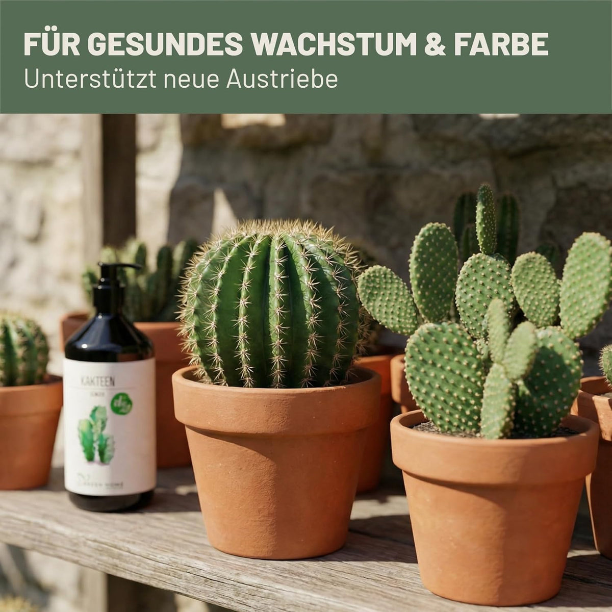 Green Home Kakteendünger Flasche neben mehreren Kakteen in Tontöpfen auf einem Holztisch