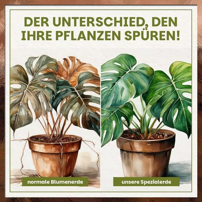 Vergleichsbild zwischen normaler Blumenerde und Green Home Spezialerde mit sichtbarem Wachstumsunterschied.