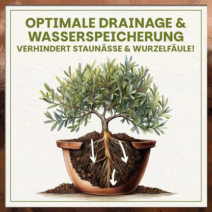Optimale Drainage und Wasserspeicherung der Olivenerde zur Vermeidung von Staunässe und Wurzelfäule