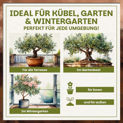 Einsatzmöglichkeiten der Green Home Oliven- und Oleandererde auf Terrasse, im Gartenbeet und im Wintergarten