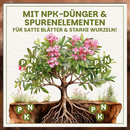 Infografik zur NPK-Düngung der Green Home Oliven- und Oleandererde für starke Wurzeln, Blätter und Blüten