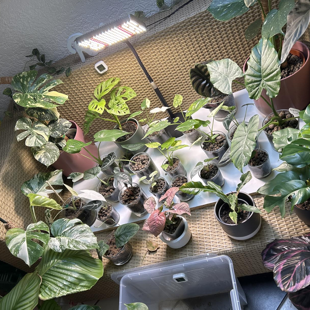 Indoor-Pflanzenstation mit Pflanzenlampen und vielen Jungpflanzen in Töpfen – Urban Gardening Setup