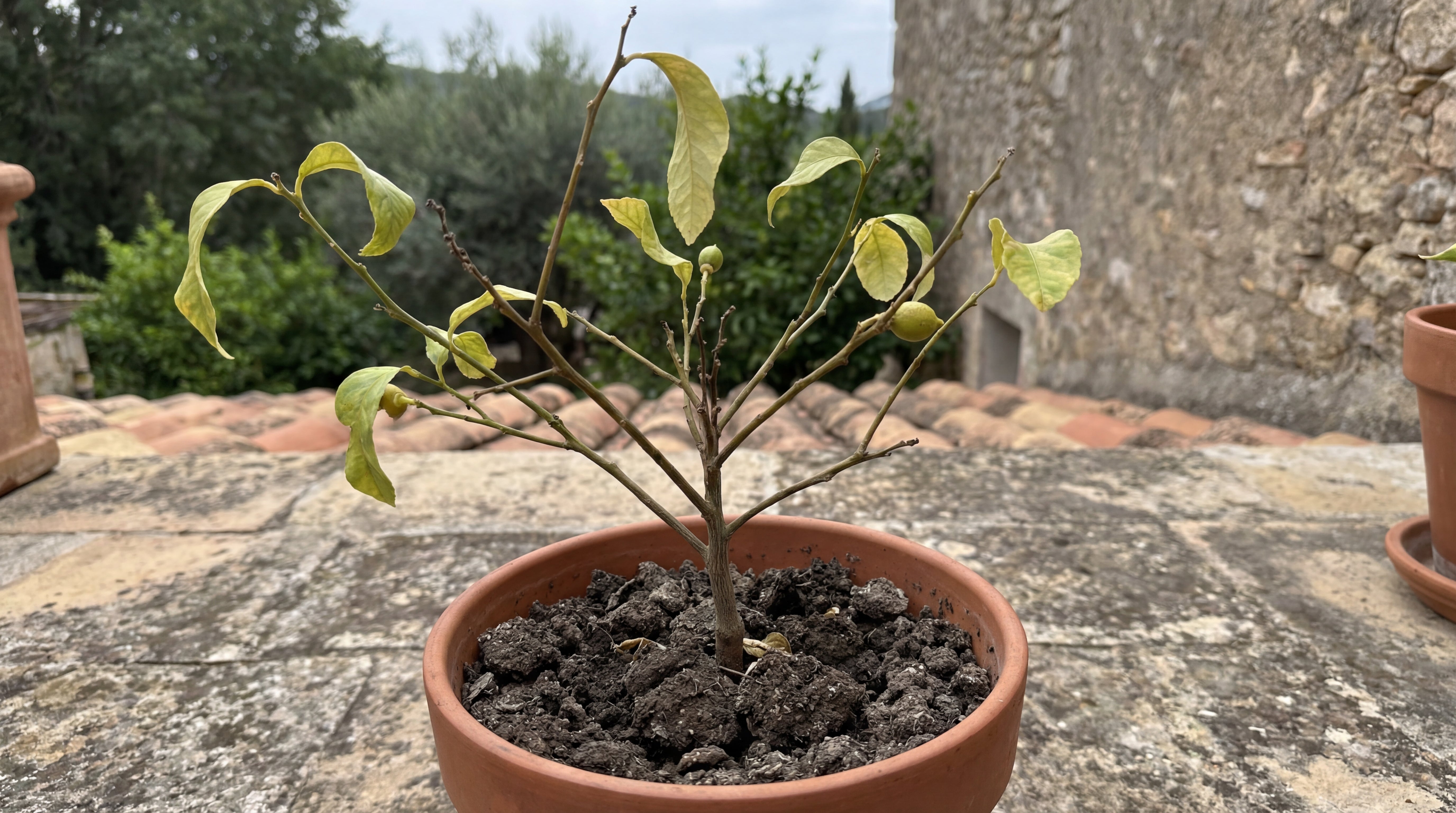 Geschwächter Zitronenbaum im Topf mit gelben Blättern und trockener Erde auf einer Terrasse.