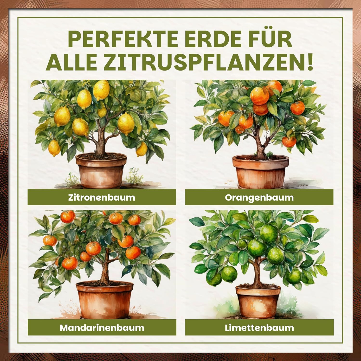 Übersicht zur Green Home Zitruserde mit Abbildungen von Zitronenbaum, Orangenbaum, Mandarinenbaum und Limettenbaum in Töpfen.