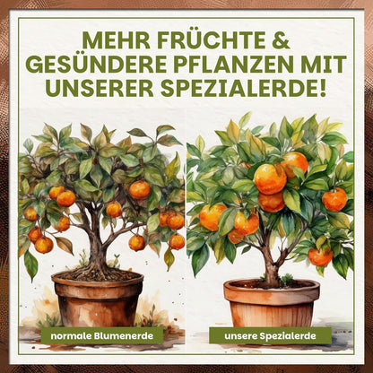 Vergleichsgrafik mit zwei Orangenbäumen im Topf, gegenübergestellt normale Blumenerde und Green Home Zitruserde für sichtbar kräftigeres Wachstum.